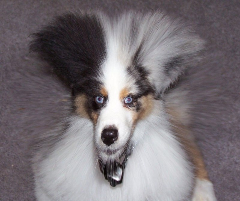 Mini American Shepherd