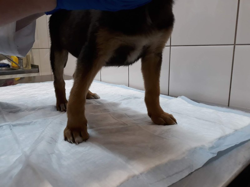 Рахит у французского бульдога