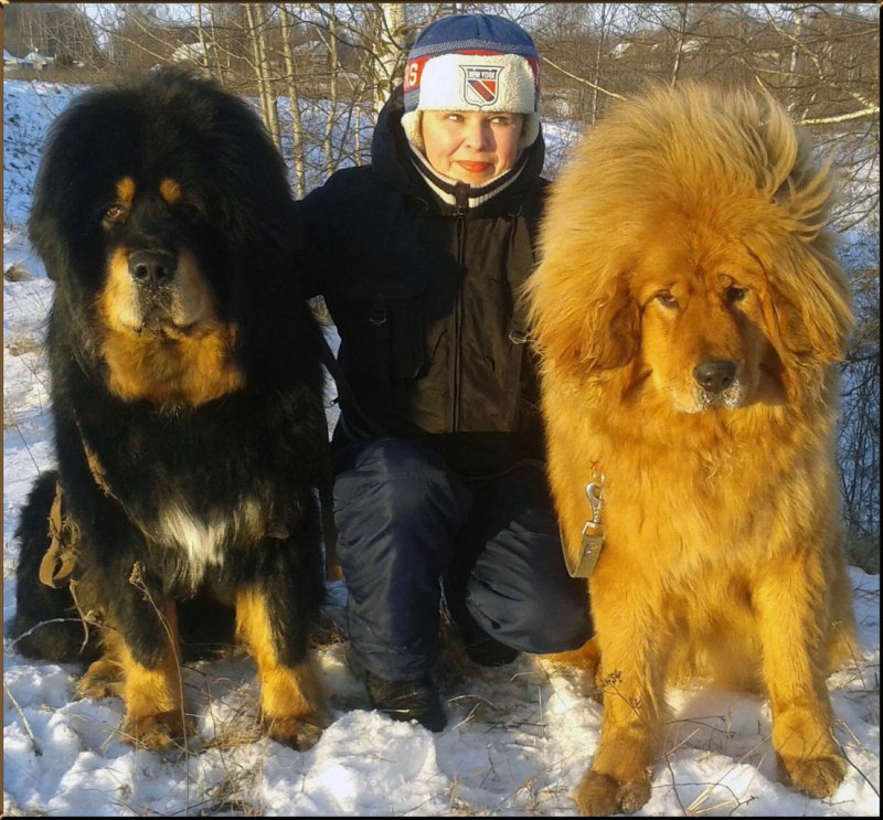 Тибетский мастиф