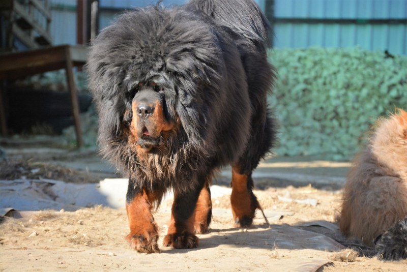 Королевский тибетский мастиф