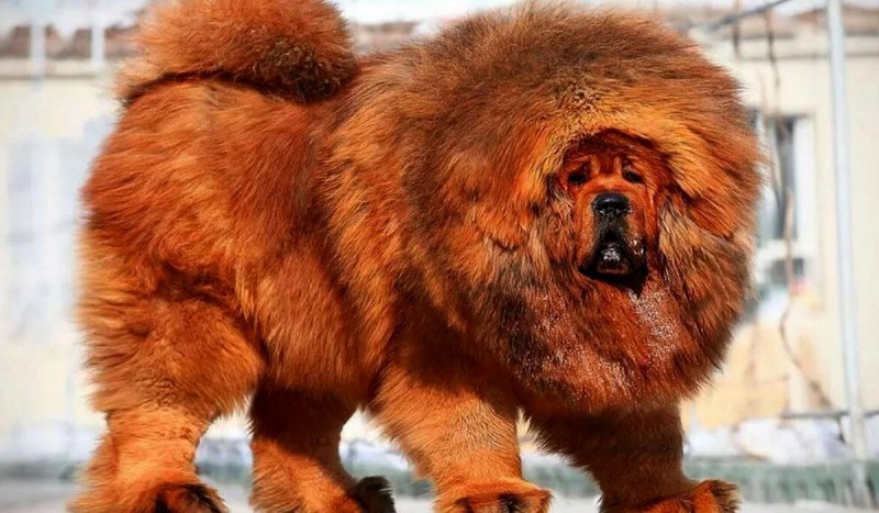 Тибетский мастиф