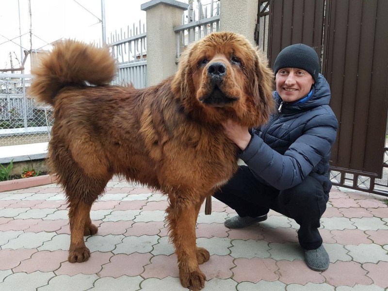 Тибетский мастиф большой