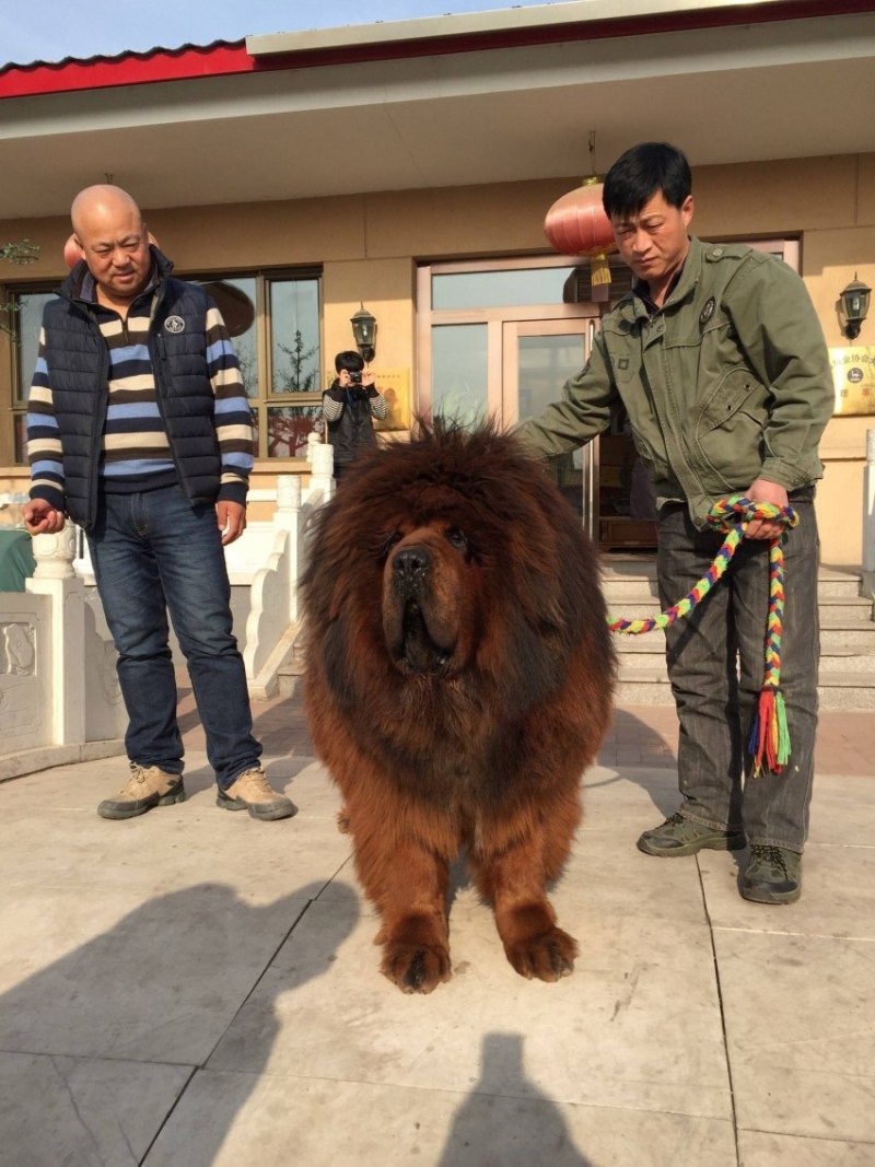 Королевский тибетский мастиф