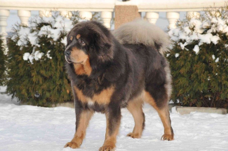 Собака тибетский мастиф