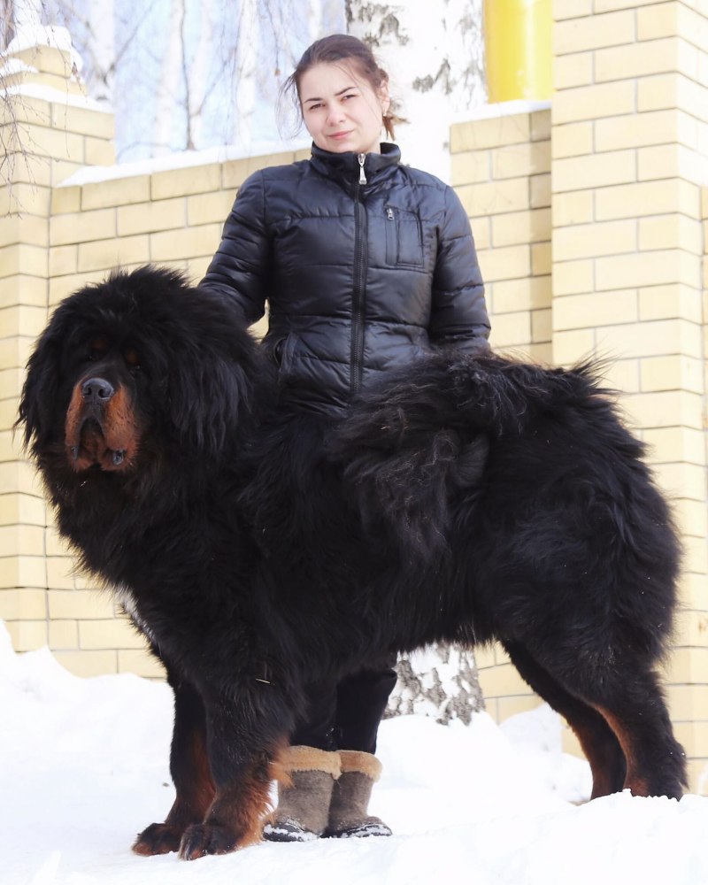 Тибетский мастиф