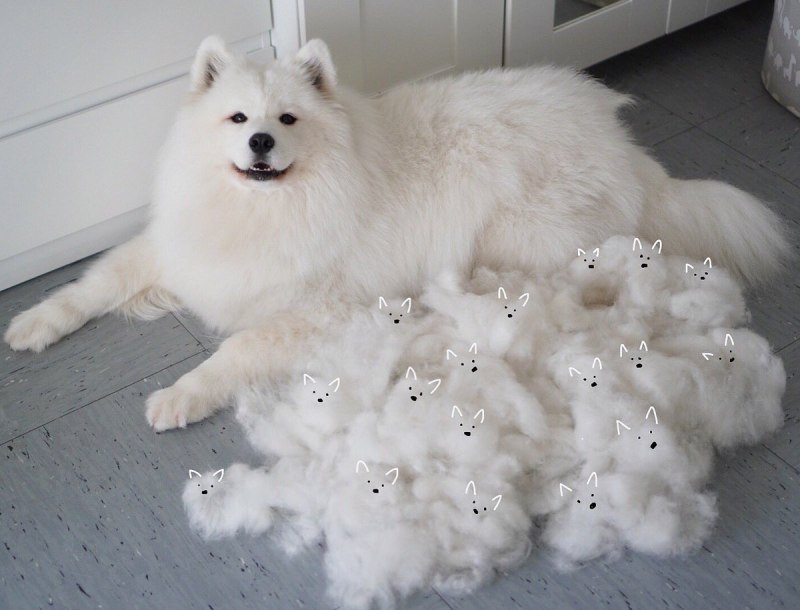 Охотничья собака колли