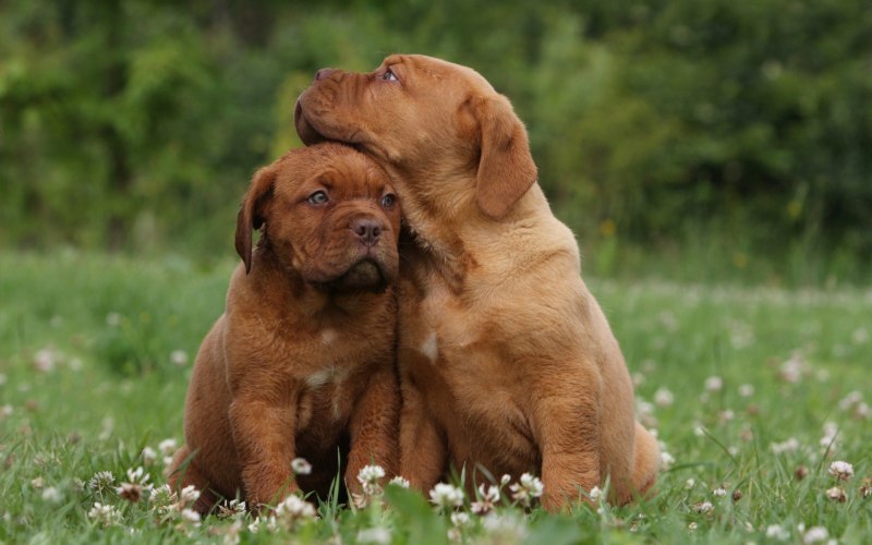 Бордоский дог / Dogue de Bordeaux (116) к