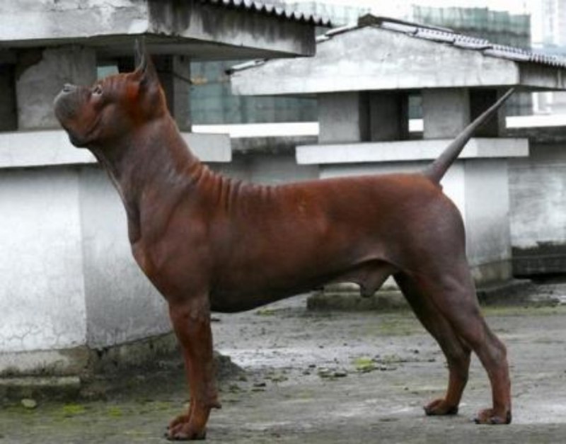 Chinese Chongqing Dog китайский Чунцин