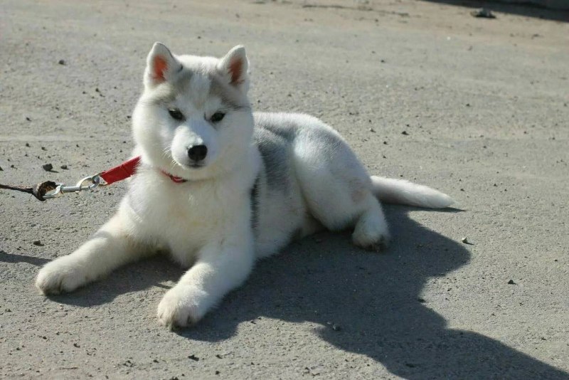 Щенок хаски мальчик