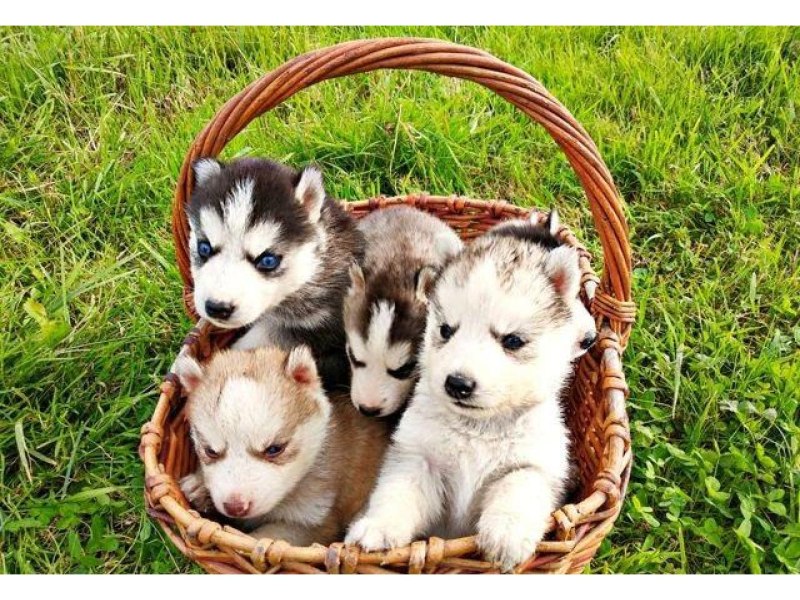 Хаски хаски кличка