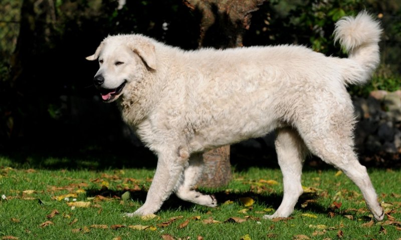 Венгерский кувас