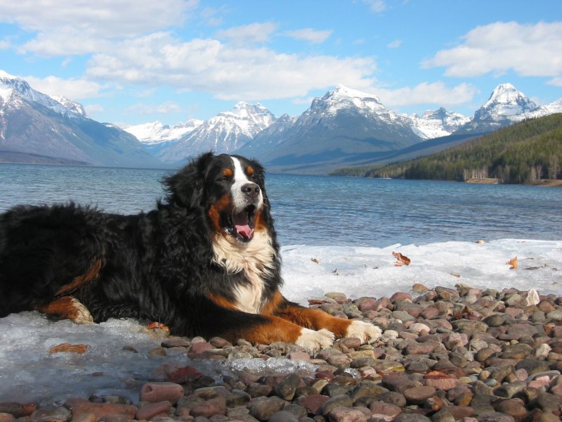Бернский зенненхунд / Bernese Mountain Dog (45) к