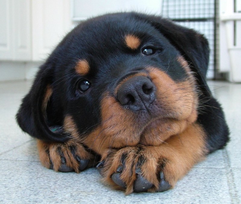 Ротвейлер / Rottweiler (147) к