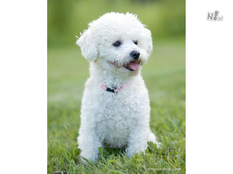 Собака Wallet Bichon