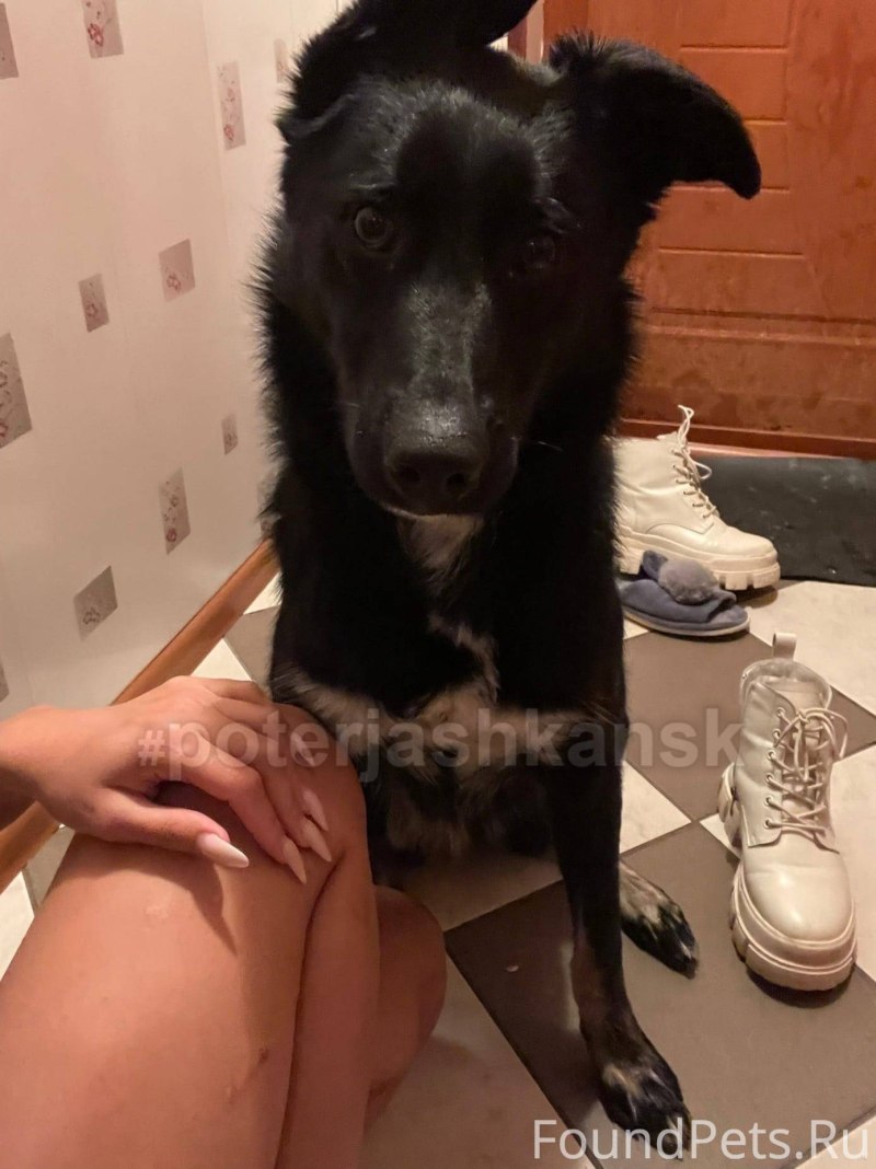 Собаку покажи собаку собака Эй ты ау