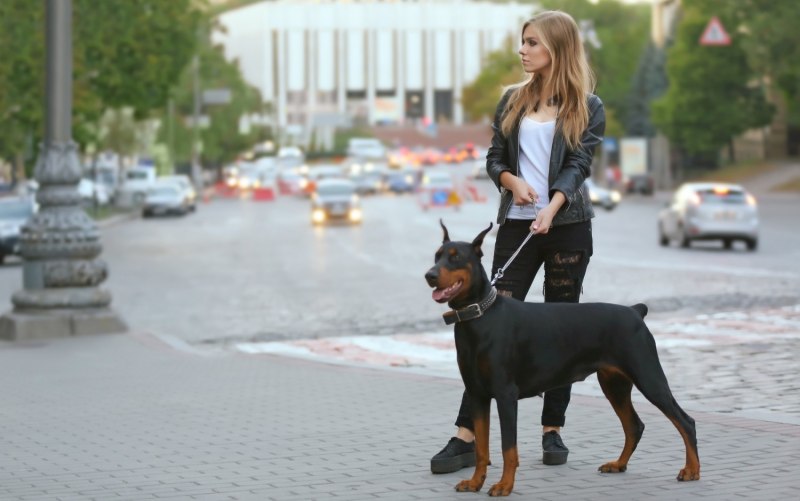 Доска объявлений собаки