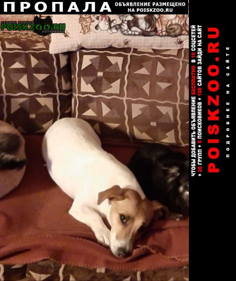 Рыжая дворняга Асадов