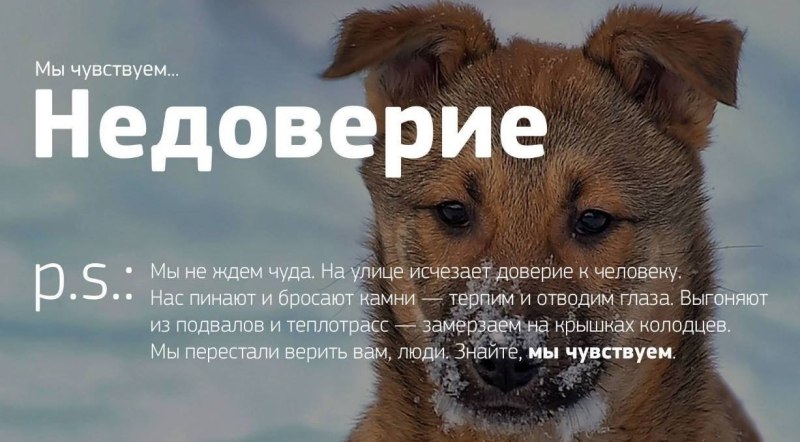 Прогулка с собакой в карантин