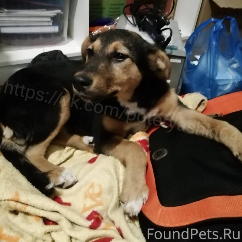 Правила выгула собак