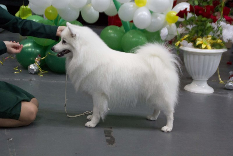 Японский шпиц выставочный