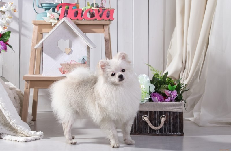 White Style of Lin chi tien