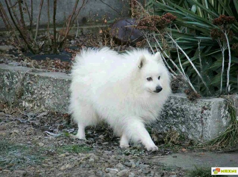 Японский шпиц груминг