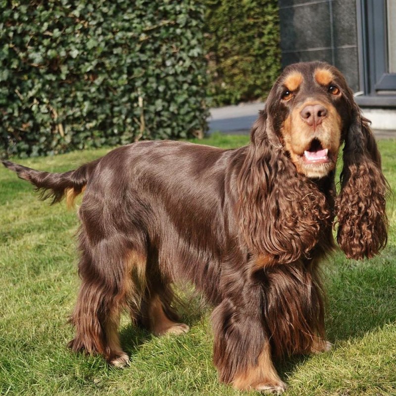 Blue Picardy Spaniel