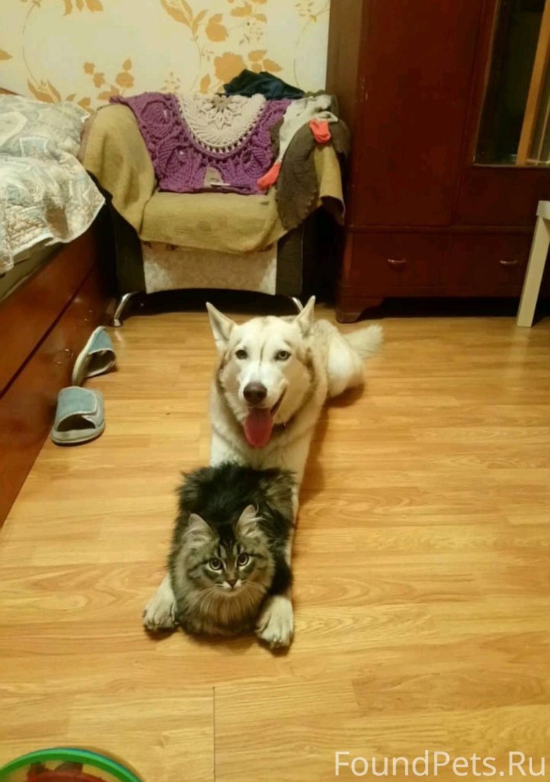 Хаски vs помски
