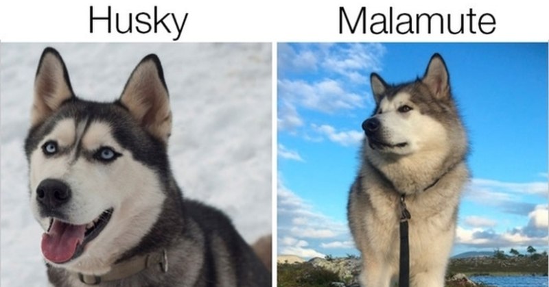 Помски порода