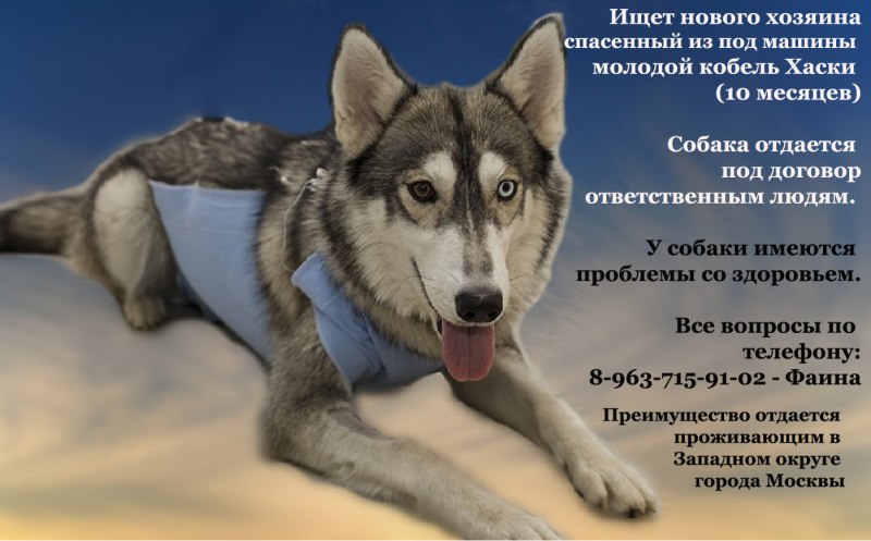 Аляскинский маламут таблица веса