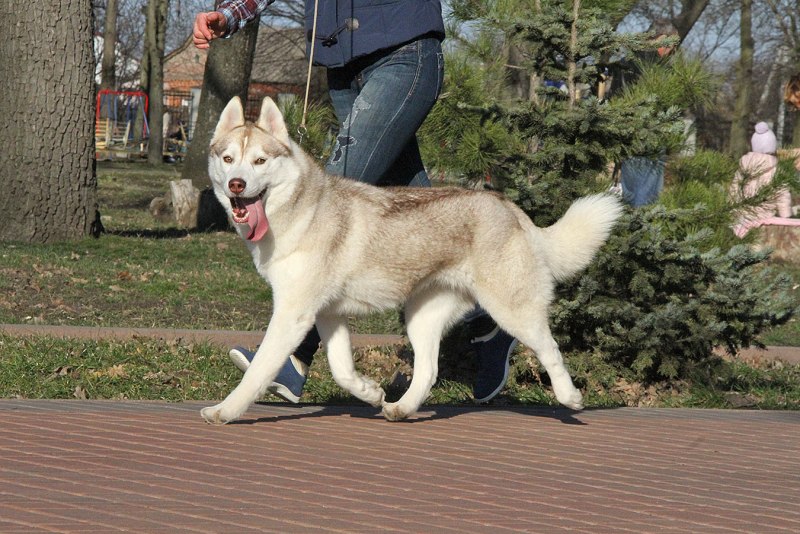 Хаски обои