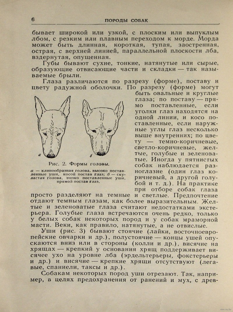 Форма головы собаки
