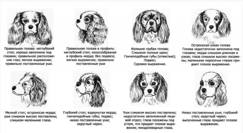 ККЧС стандарт породы