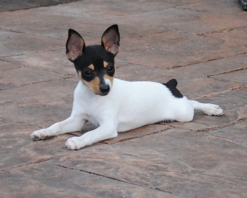 Той Фокстерьер (Fox Terrier Toy)