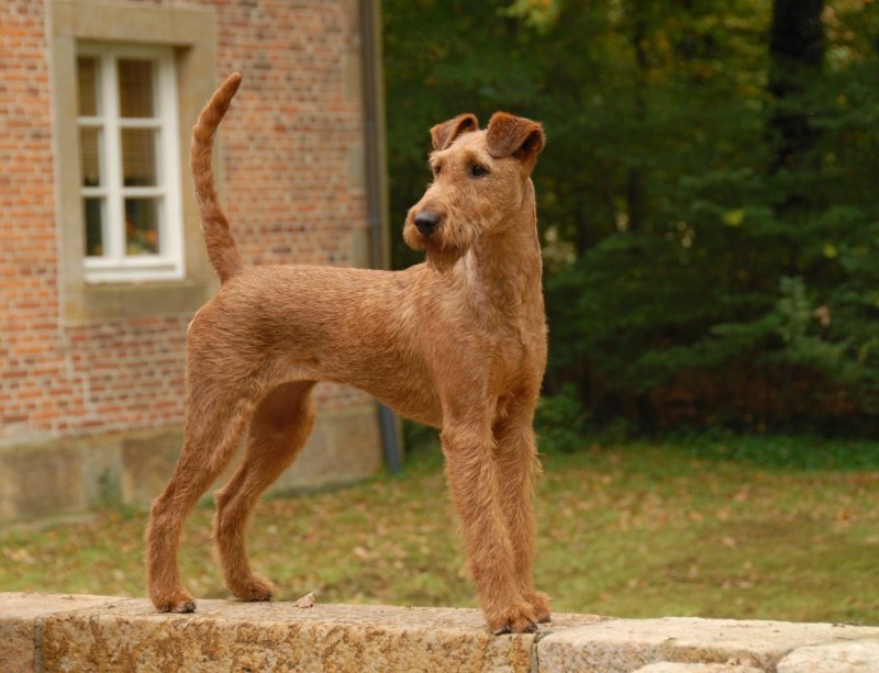 Ирландский терьер Irish Terrier