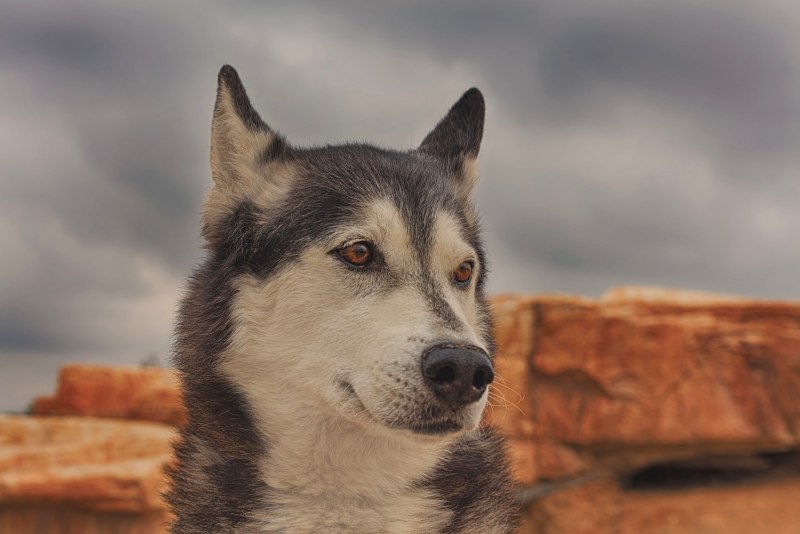 Дог xaski