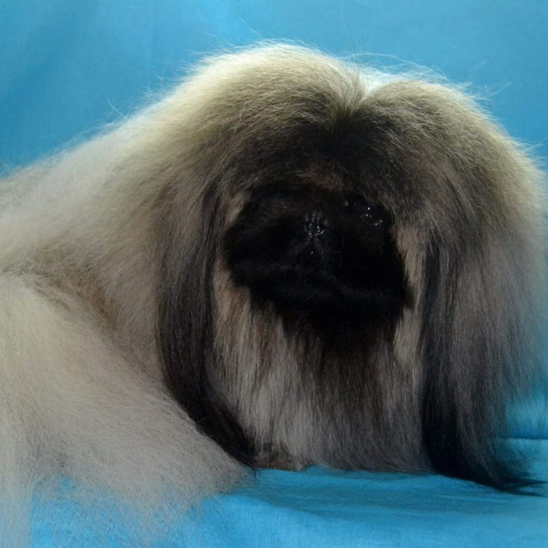Pekingese Puppy
