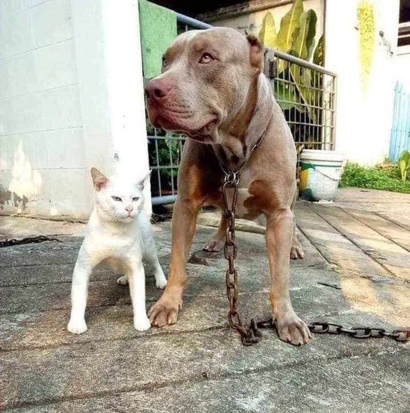 Кот воспитанный питбулем