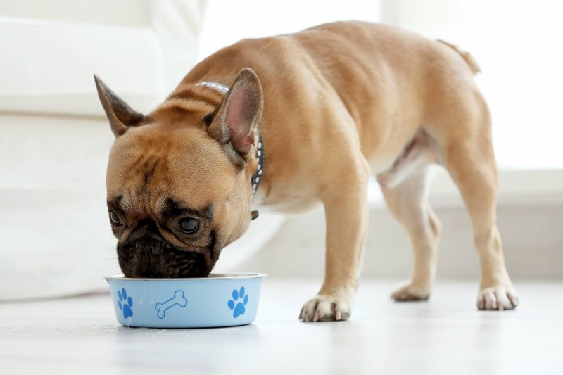 Корм Royal Canin для французских бульдогов