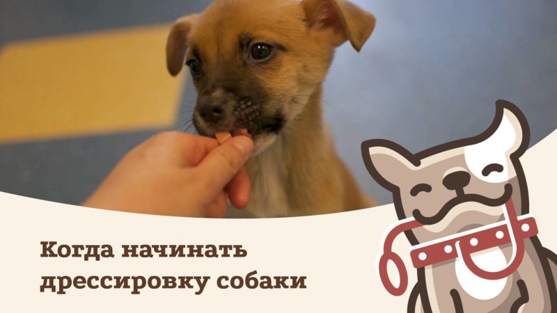 Как научить щенка команде фу