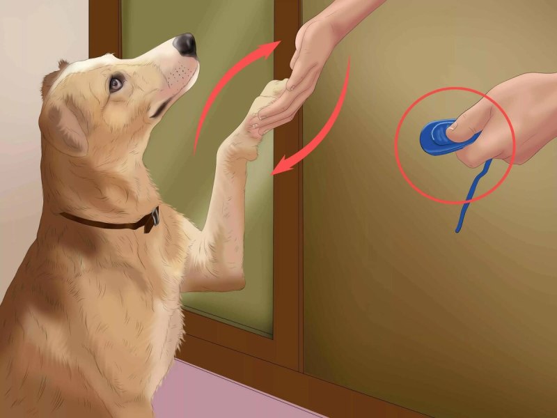 Кликер для дрессировки