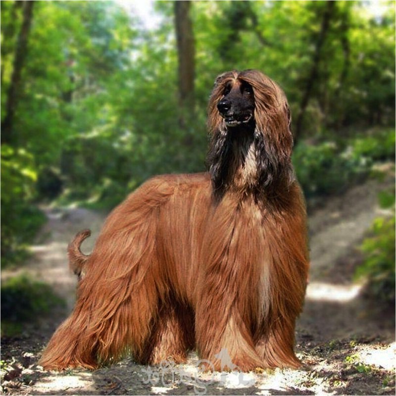 Колли длинношерстный