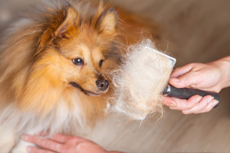 Bio-Groom и собака