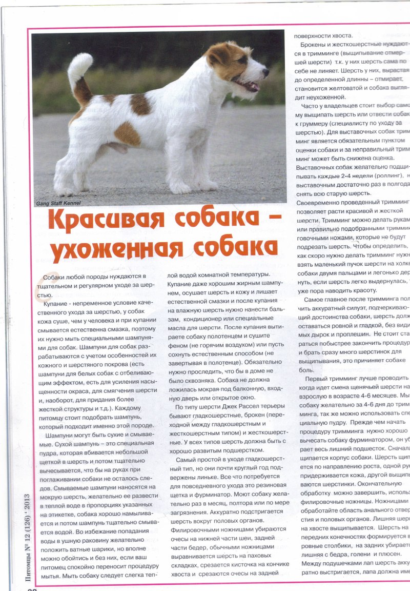 Нетипичная шерсть у собак