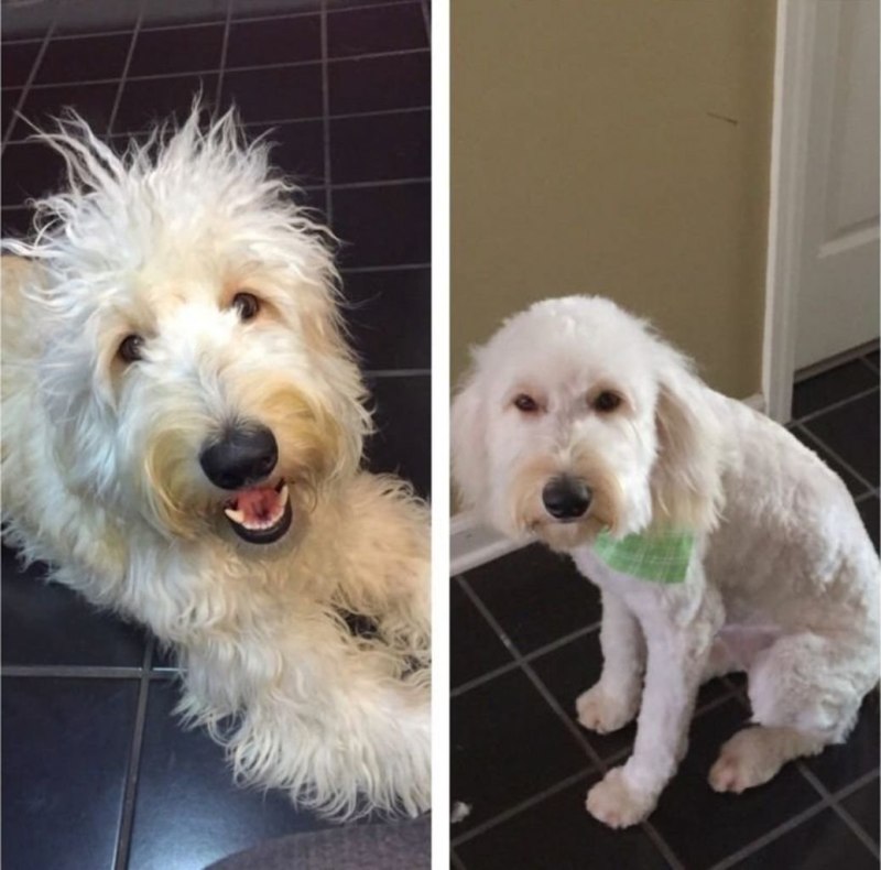 Bio Groom шампунь для белых собак