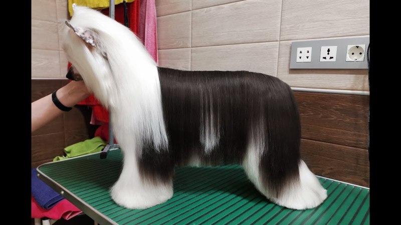 Шампунь для собак Bio-Groom