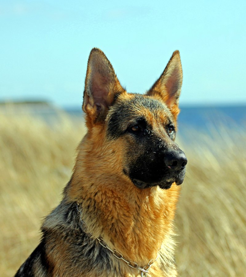 German Shepherd немецкая овчарка