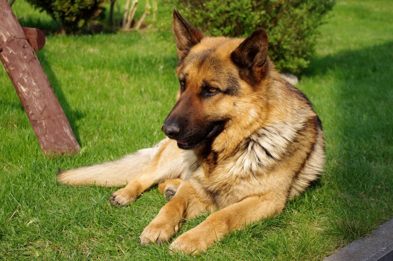 Баварская овчарка Shepherd