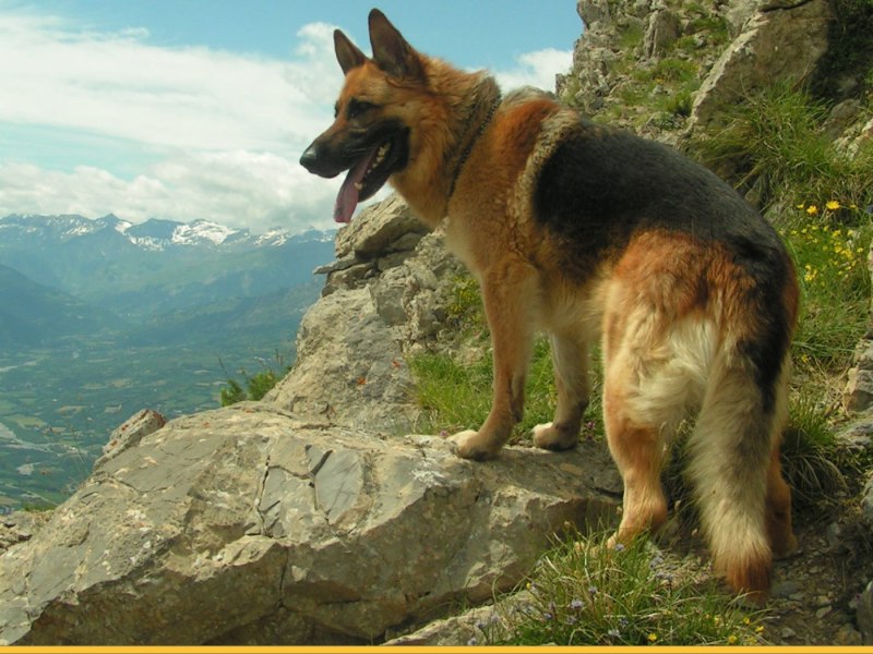 German Shepherd немецкая овчарка