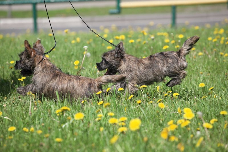 Cairn Terrier собака